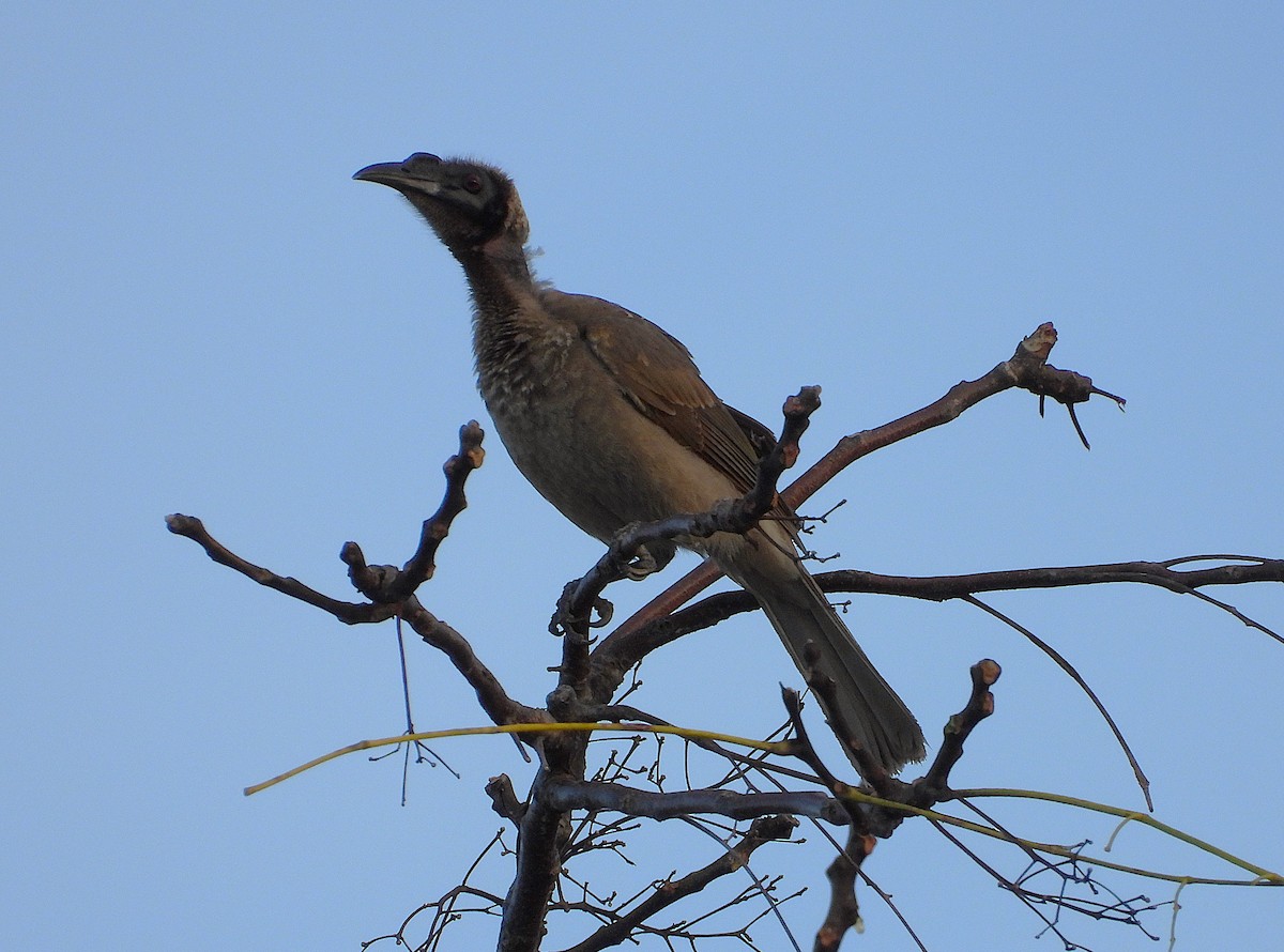 Helmeted Friarbird - ML639053659