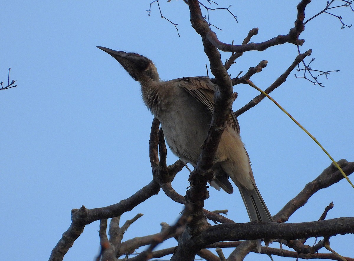 Helmeted Friarbird - ML639053660