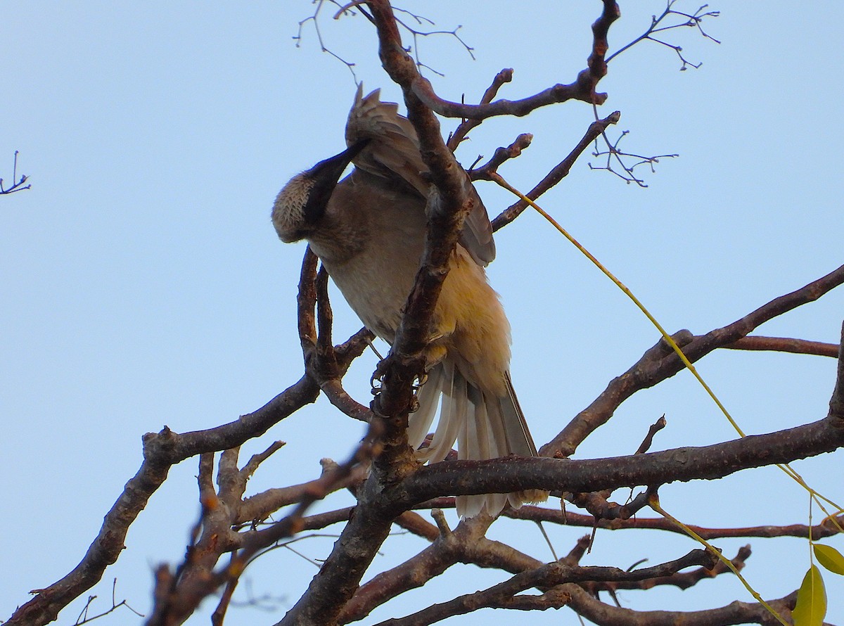 Helmeted Friarbird - ML639053661