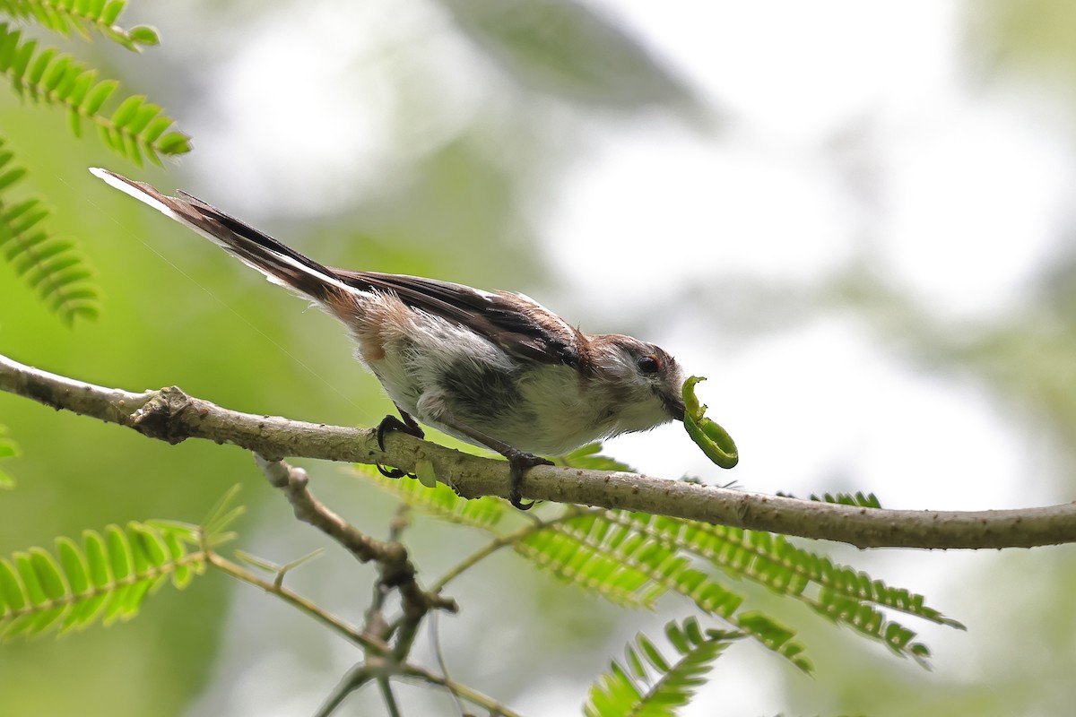 Long-tailed Tit - ML639053662