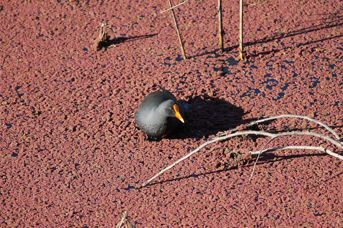 Dusky Moorhen - ML639053663