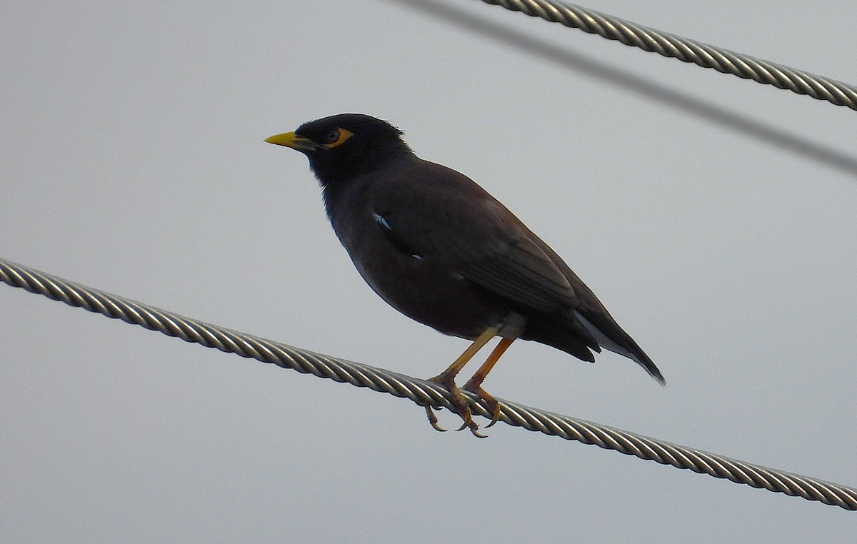 Common Myna - ML639053664