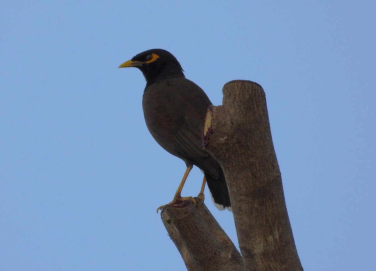 Common Myna - ML639053671