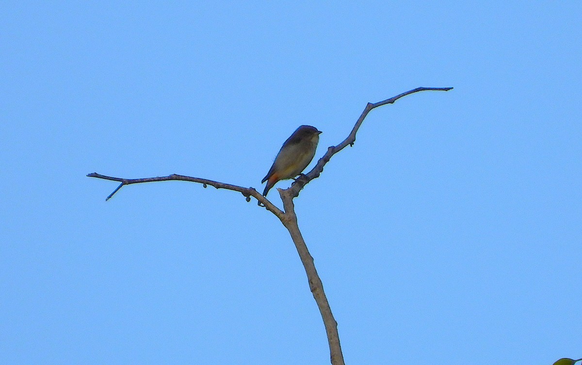 Mistletoebird - ML639053672