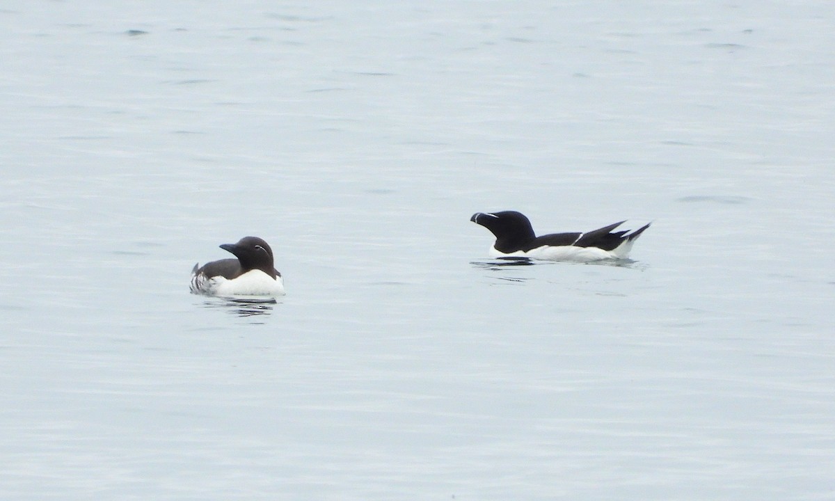 Razorbill - ML639053673