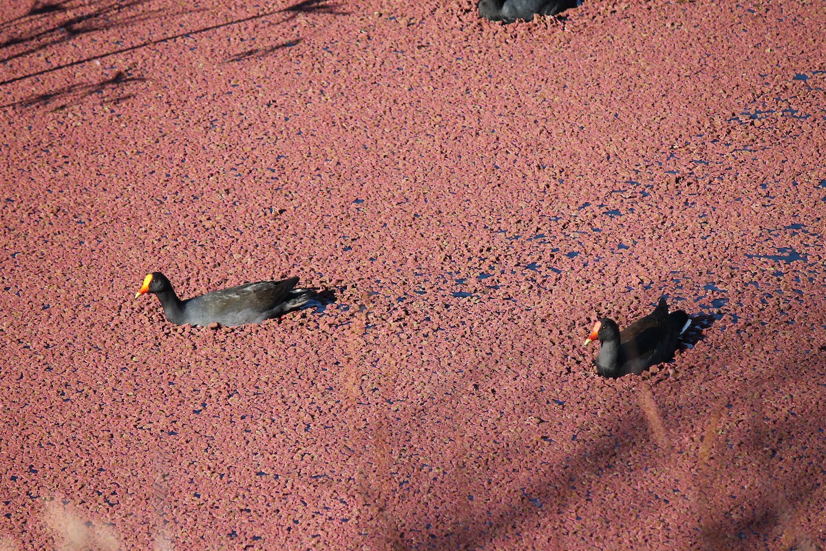 Dusky Moorhen - ML639053677