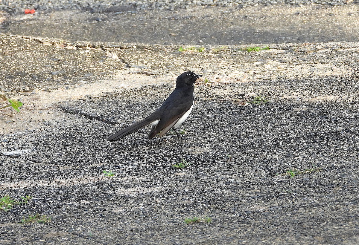 Willie-wagtail - ML639053678