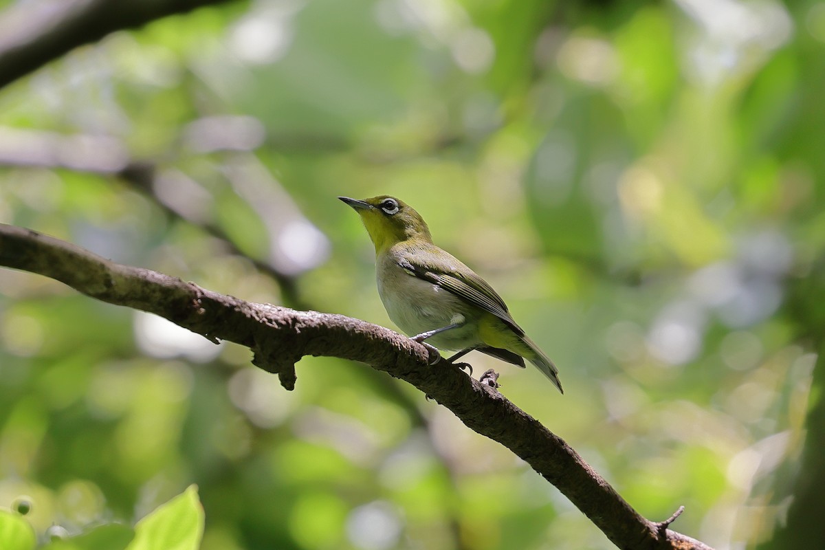 Warbling White-eye - ML639053680