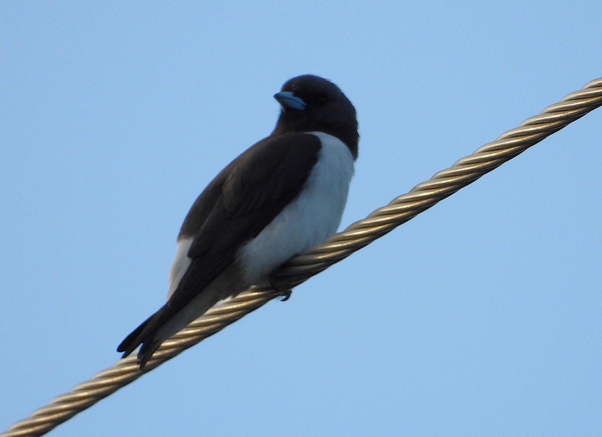 White-breasted Woodswallow - ML639053682