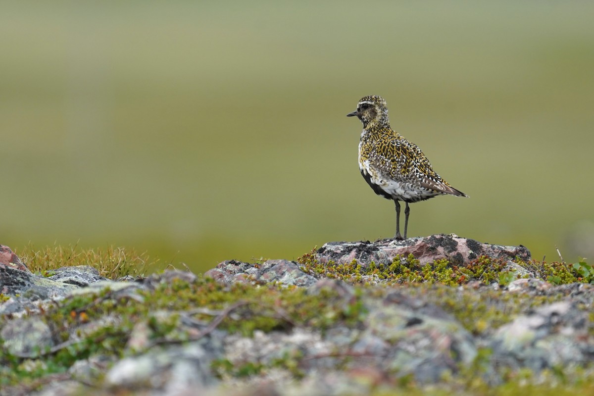 European Golden-Plover - ML639053683
