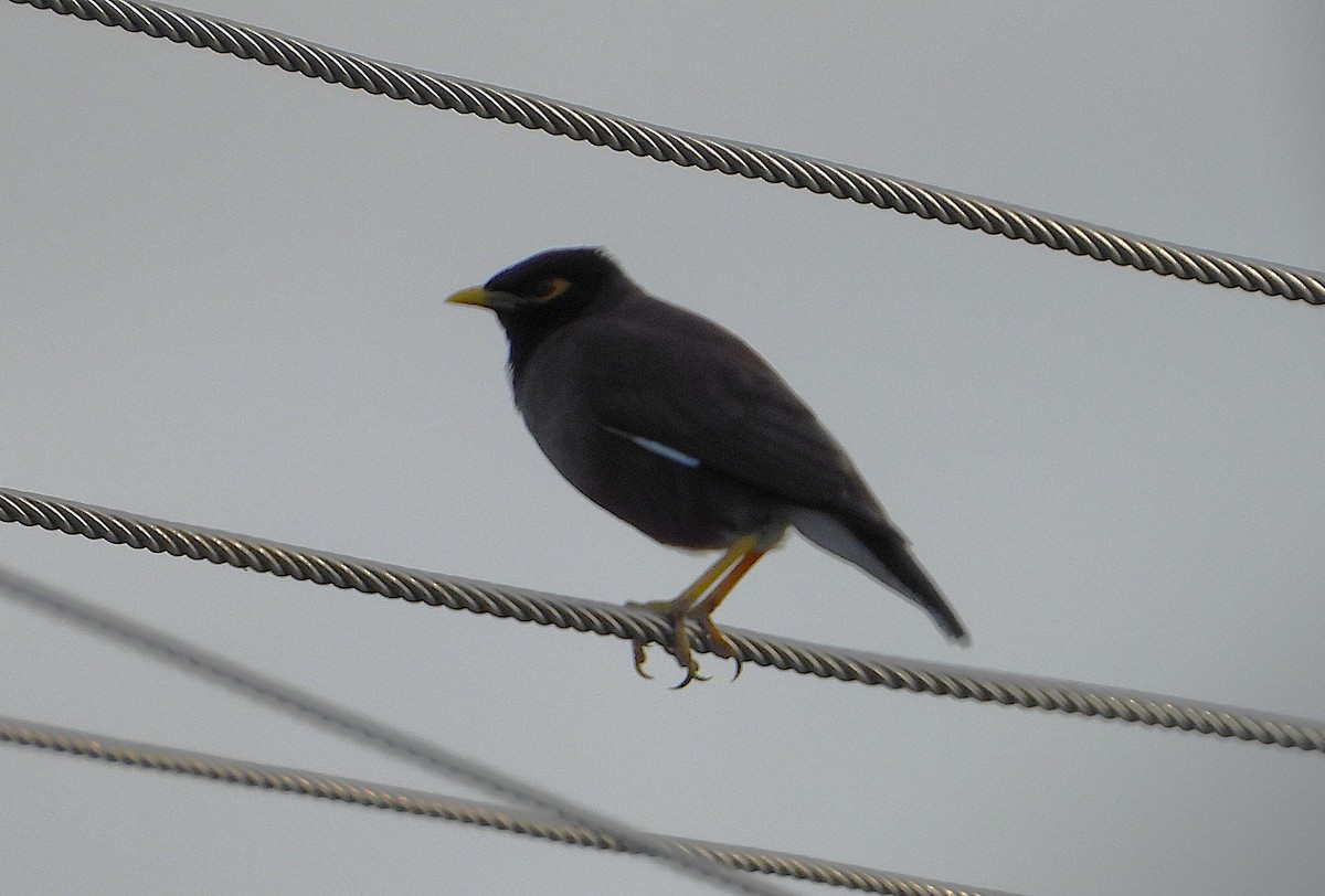 Common Myna - ML639053684