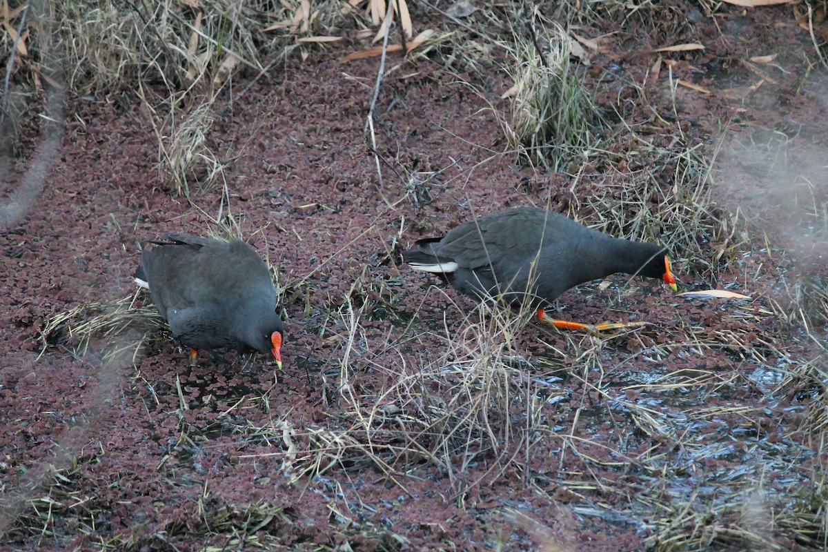 slípka tmavá - ML639053710