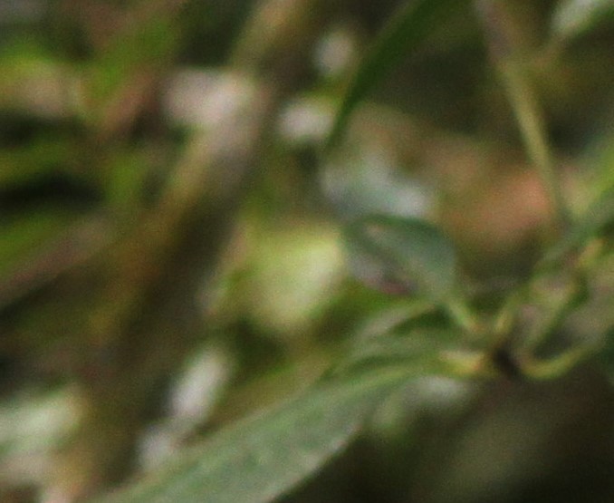Tawny-chested Flycatcher - ML639053881