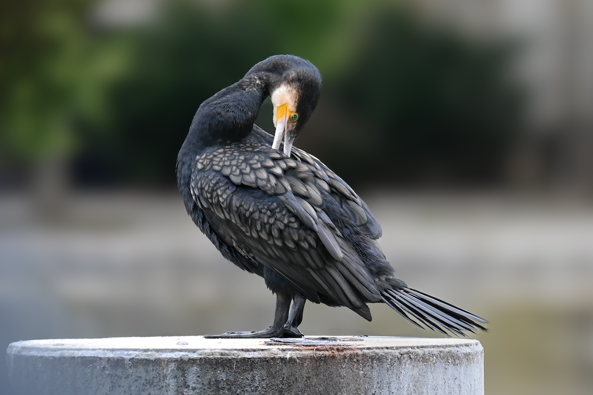 Great Cormorant - ML639053952