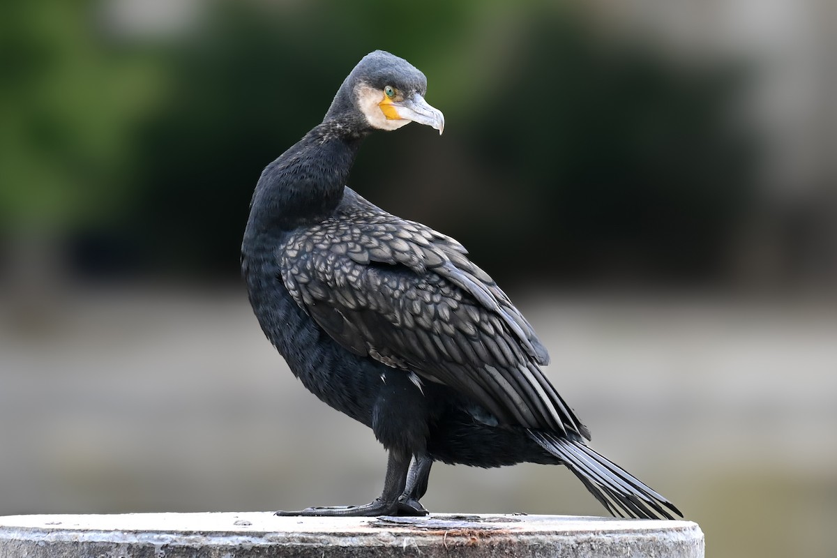 Great Cormorant - ML639053954