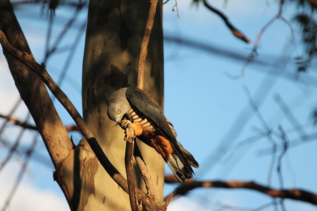 aviceda hnědohřbetá - ML639053957