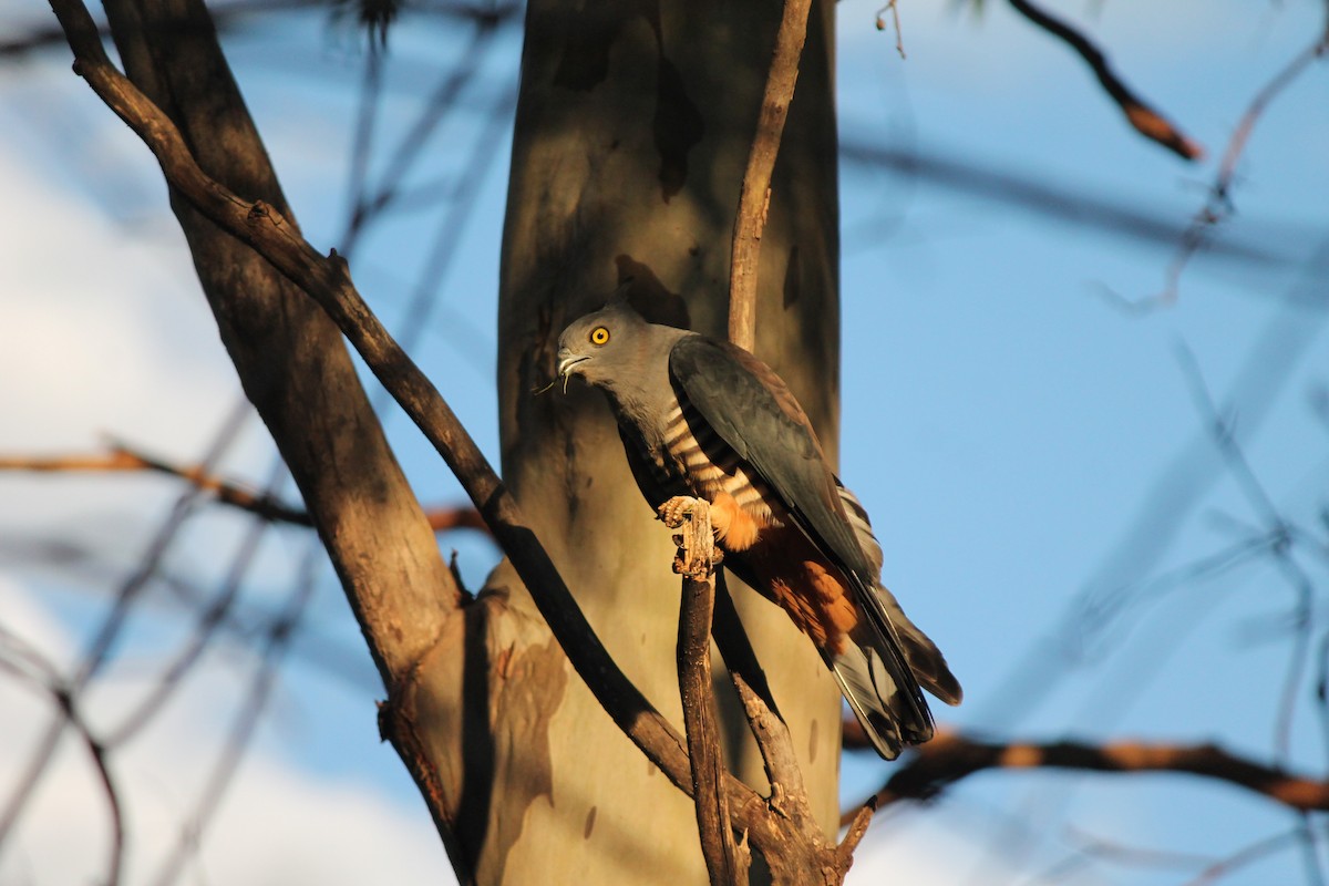 aviceda hnědohřbetá - ML639053958