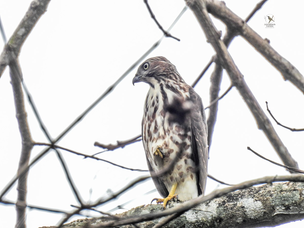 Crested Goshawk - ML639053988