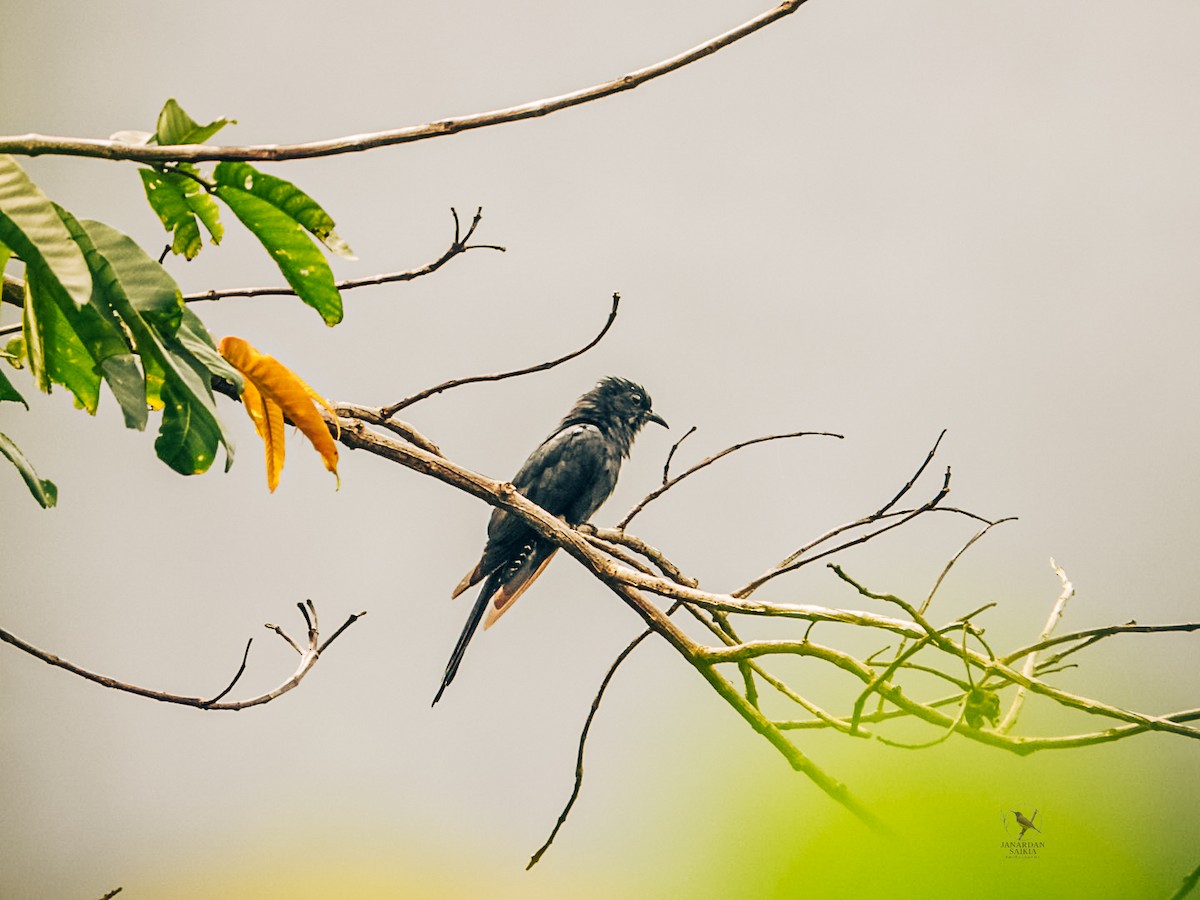 Square-tailed Drongo-Cuckoo - ML639053992