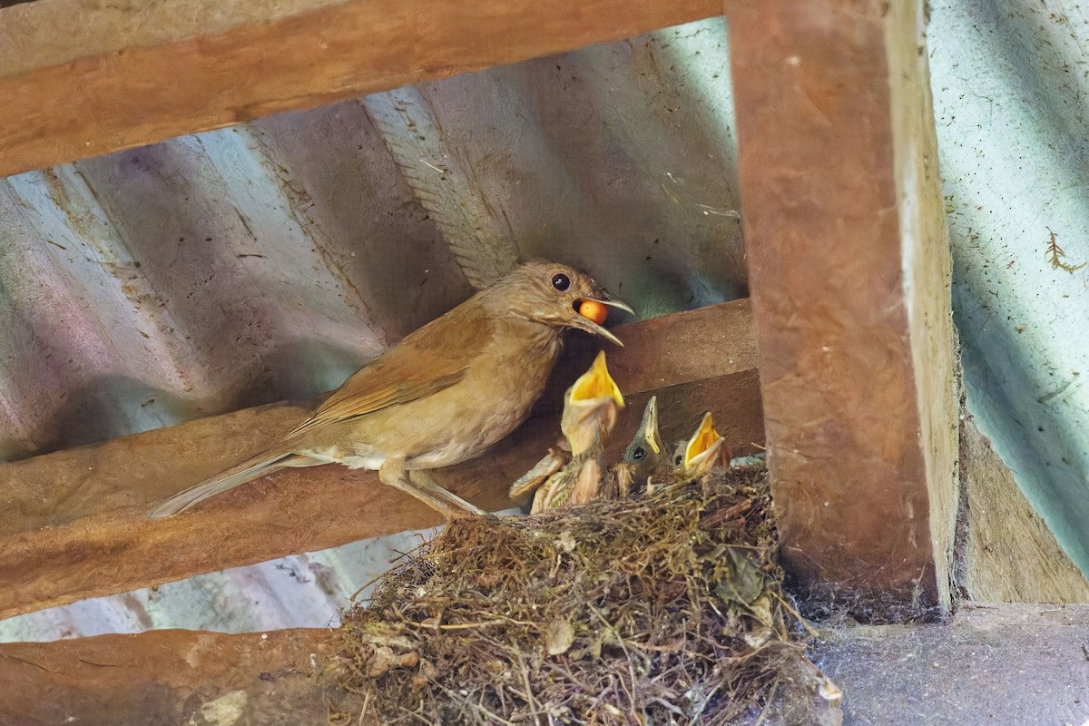Pale-breasted Thrush - ML639054004