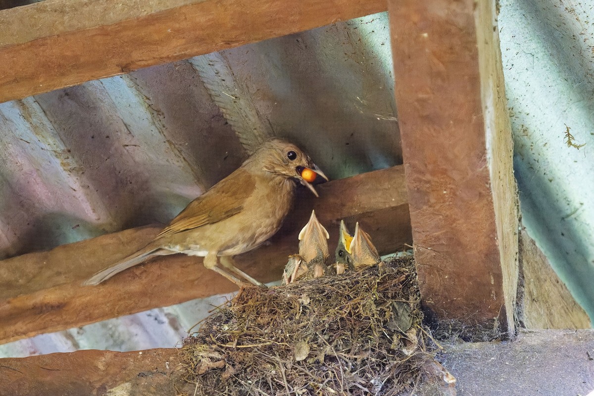 Pale-breasted Thrush - ML639054006