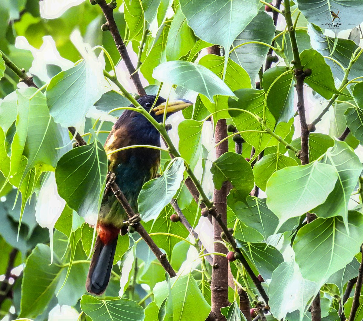 Great Barbet - ML639054013