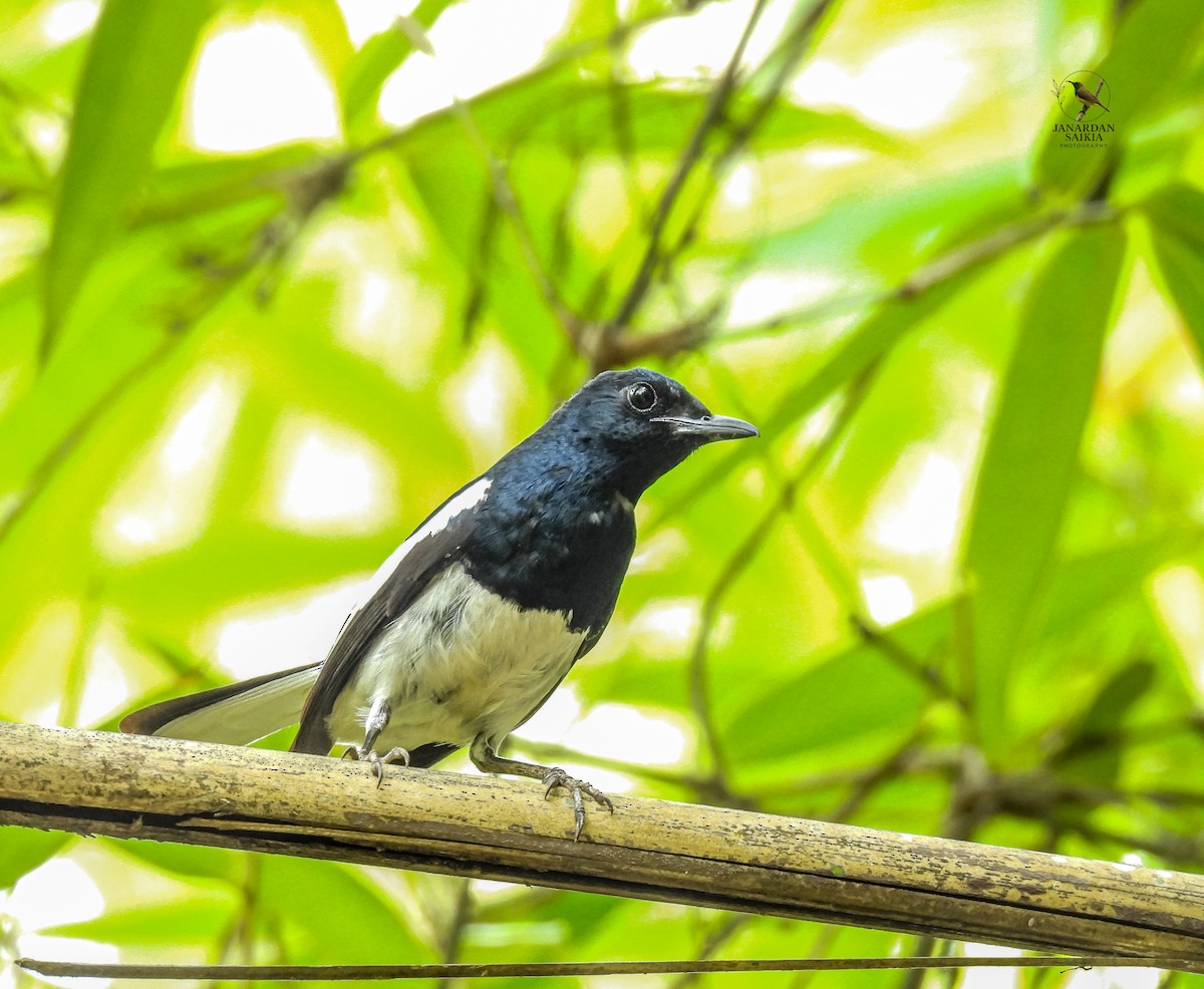 Oriental Magpie-Robin - ML639054018