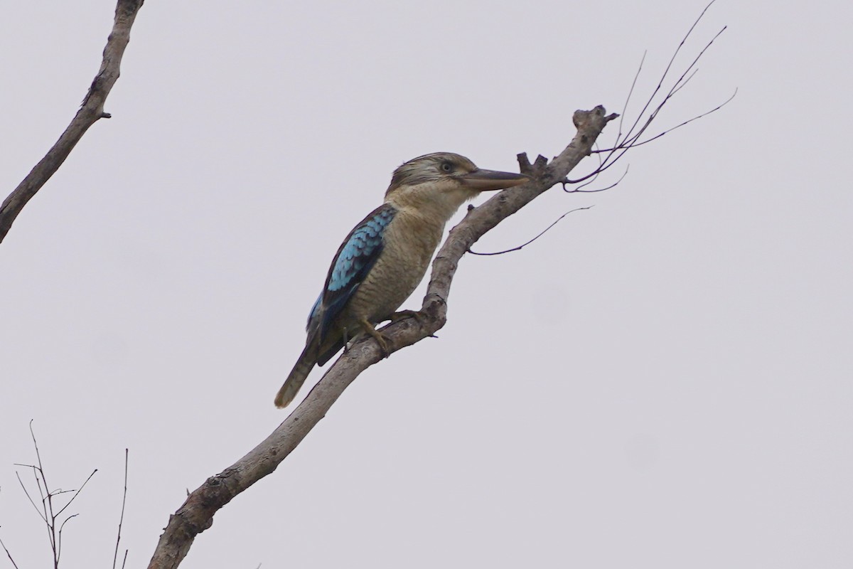 Blue-winged Kookaburra - ML639054048