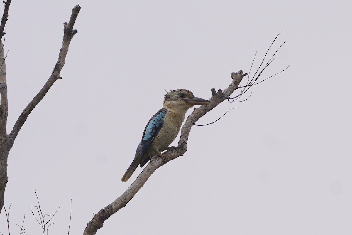 Blue-winged Kookaburra - ML639054049