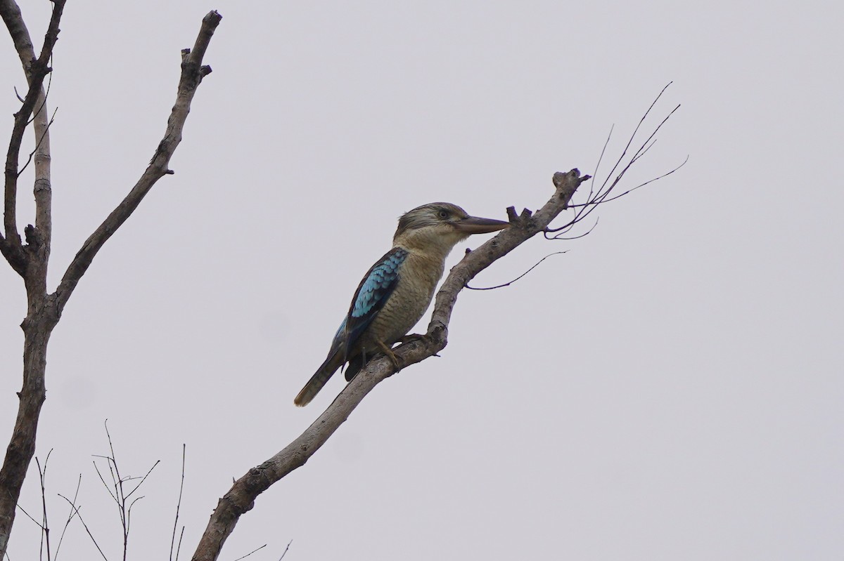 Blue-winged Kookaburra - ML639054050