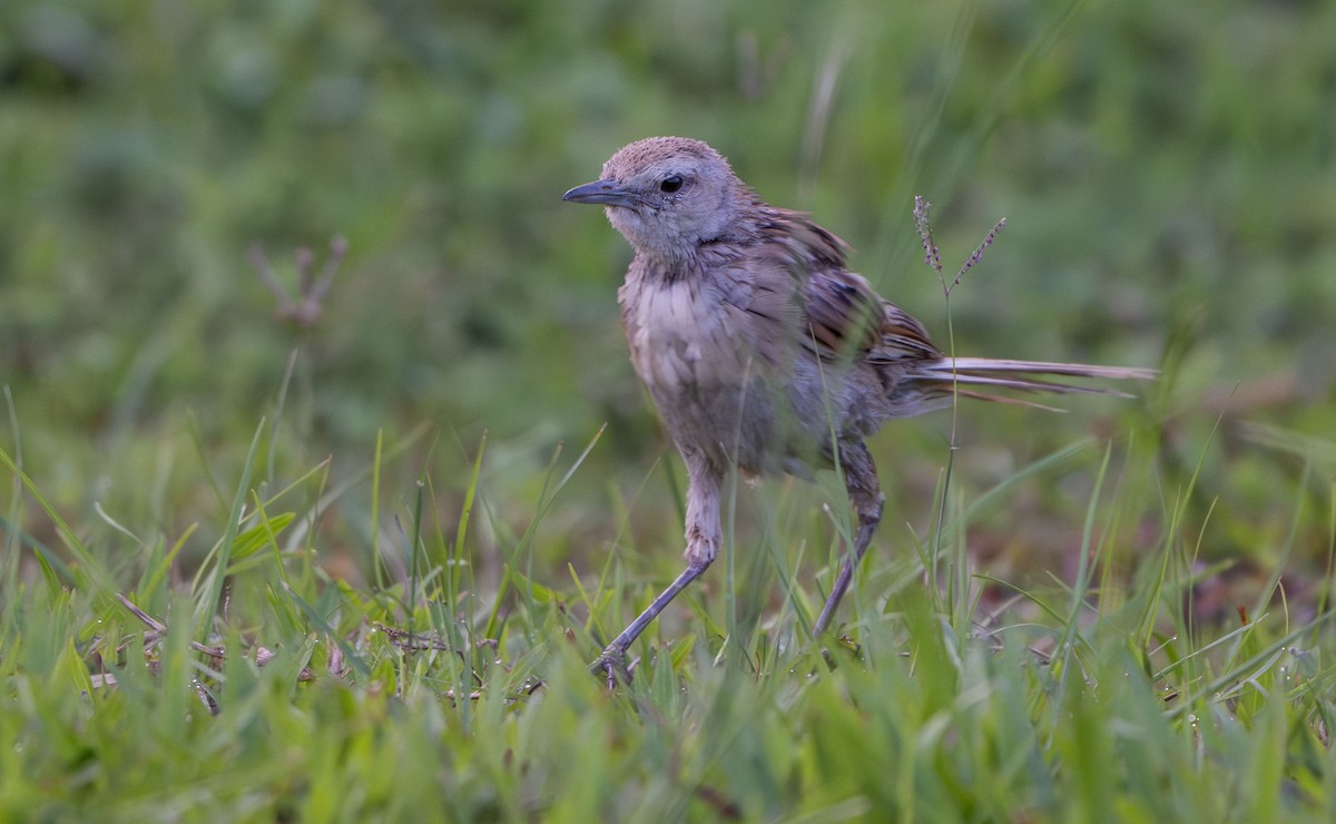 Paddyfield Pipit - ML639054062