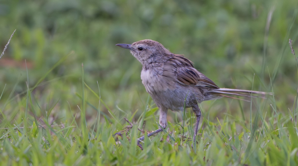 Paddyfield Pipit - ML639054063