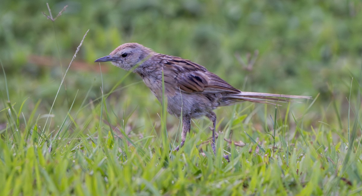 Paddyfield Pipit - ML639054064