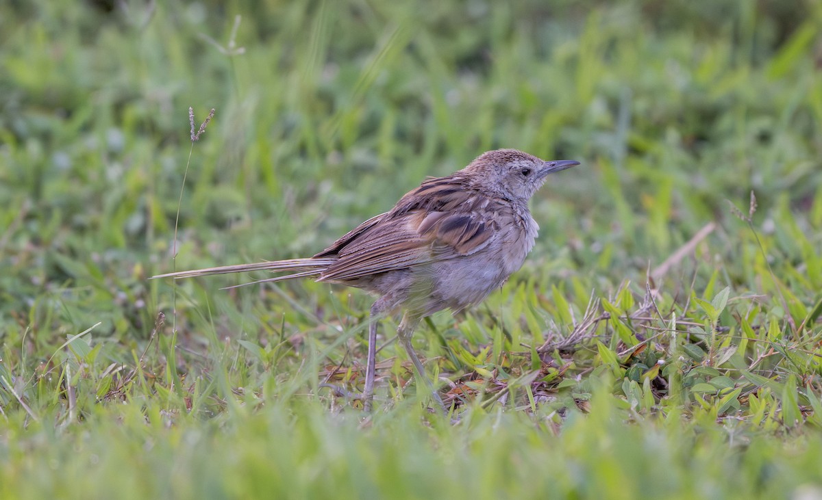 Paddyfield Pipit - ML639054065