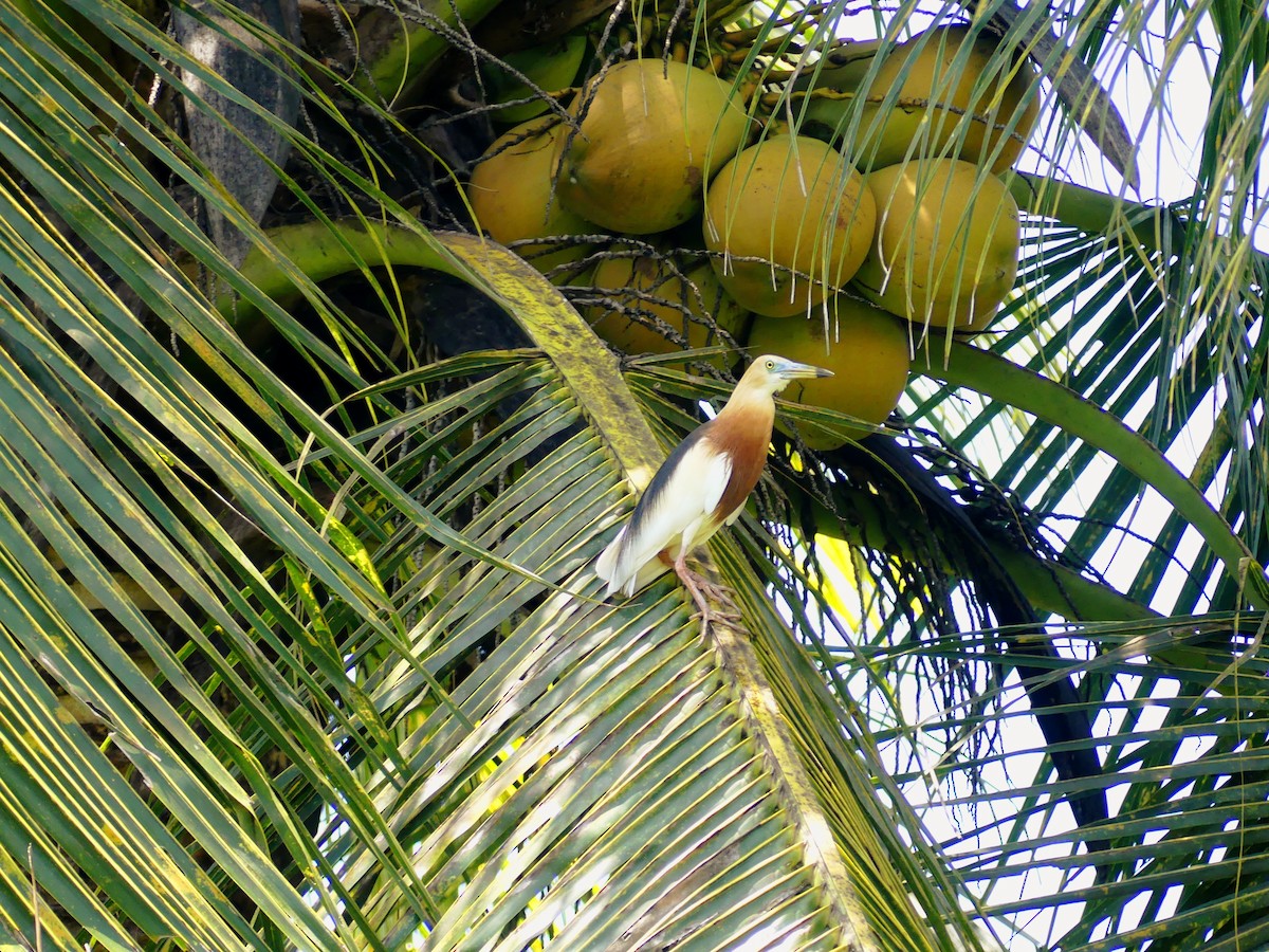 Javan Pond-Heron - ML639054086