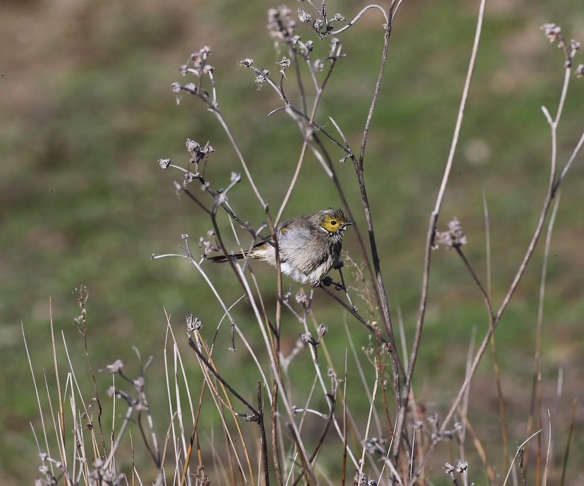 White-plumed Honeyeater - ML639054089