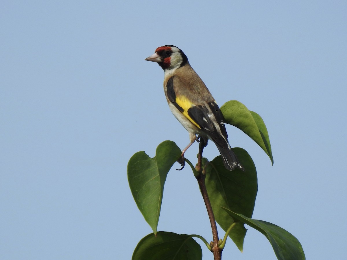 Chardonneret élégant - ML639054133