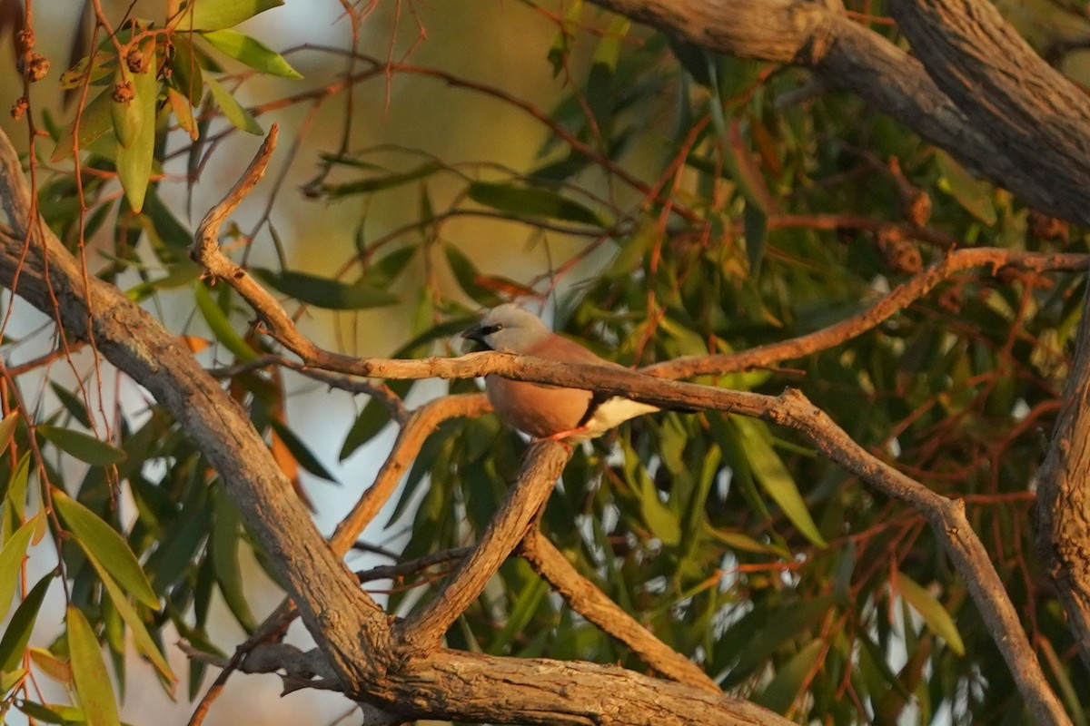 Black-throated Finch - ML639054155