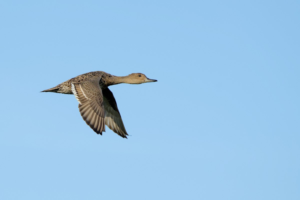 Canard pilet - ML639054210