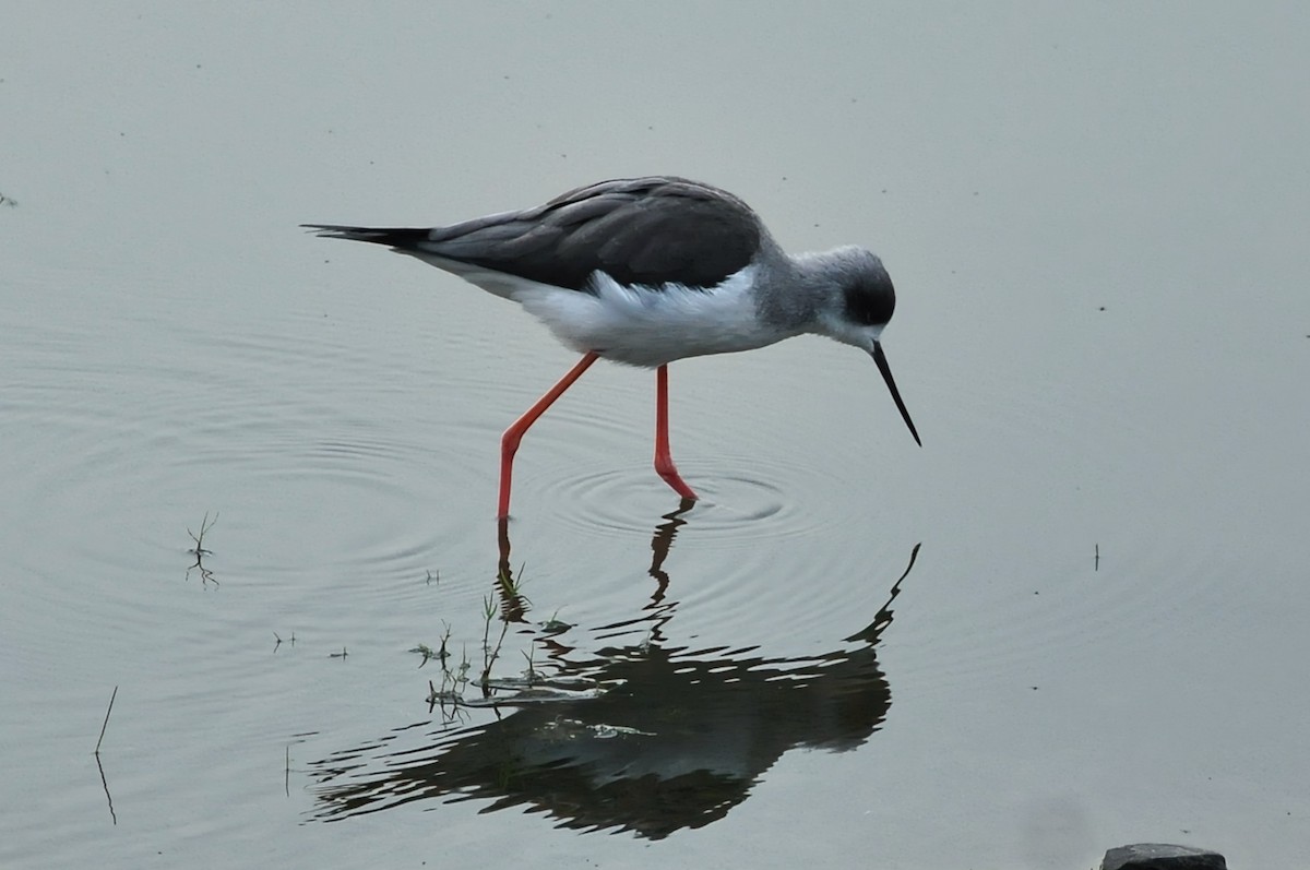 Black-winged Stilt - ML639054378