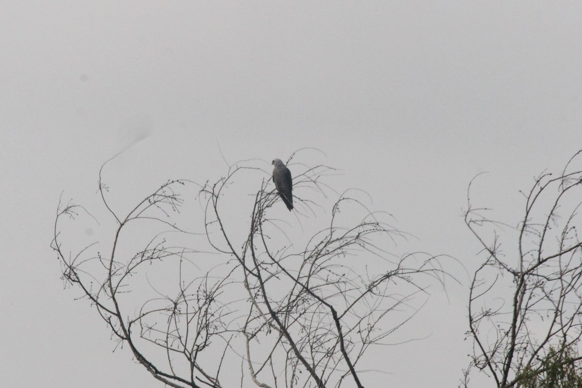 Mississippi Kite - ML639054428