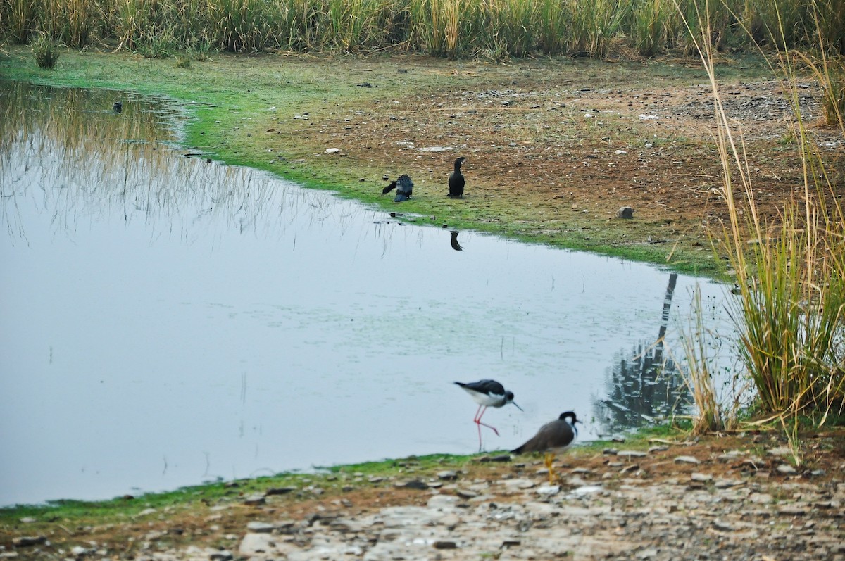 Black-winged Stilt - ML639054549
