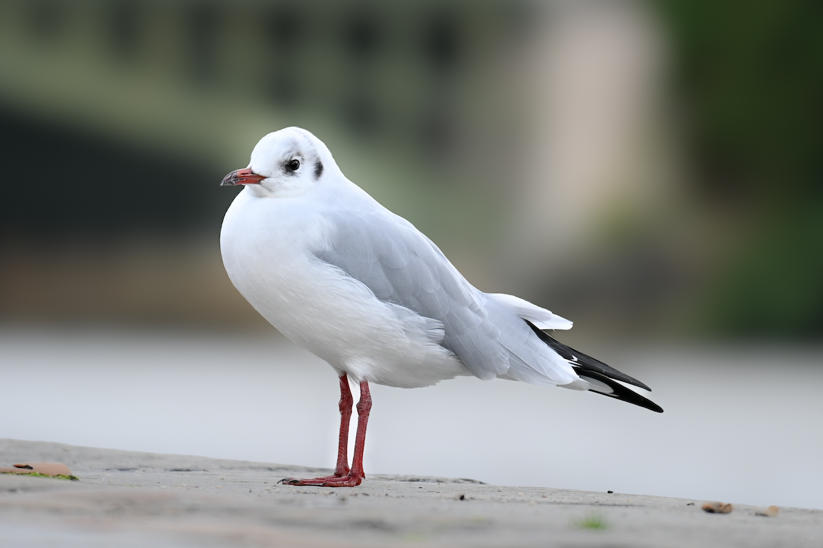 Black-headed Gull - ML639054572