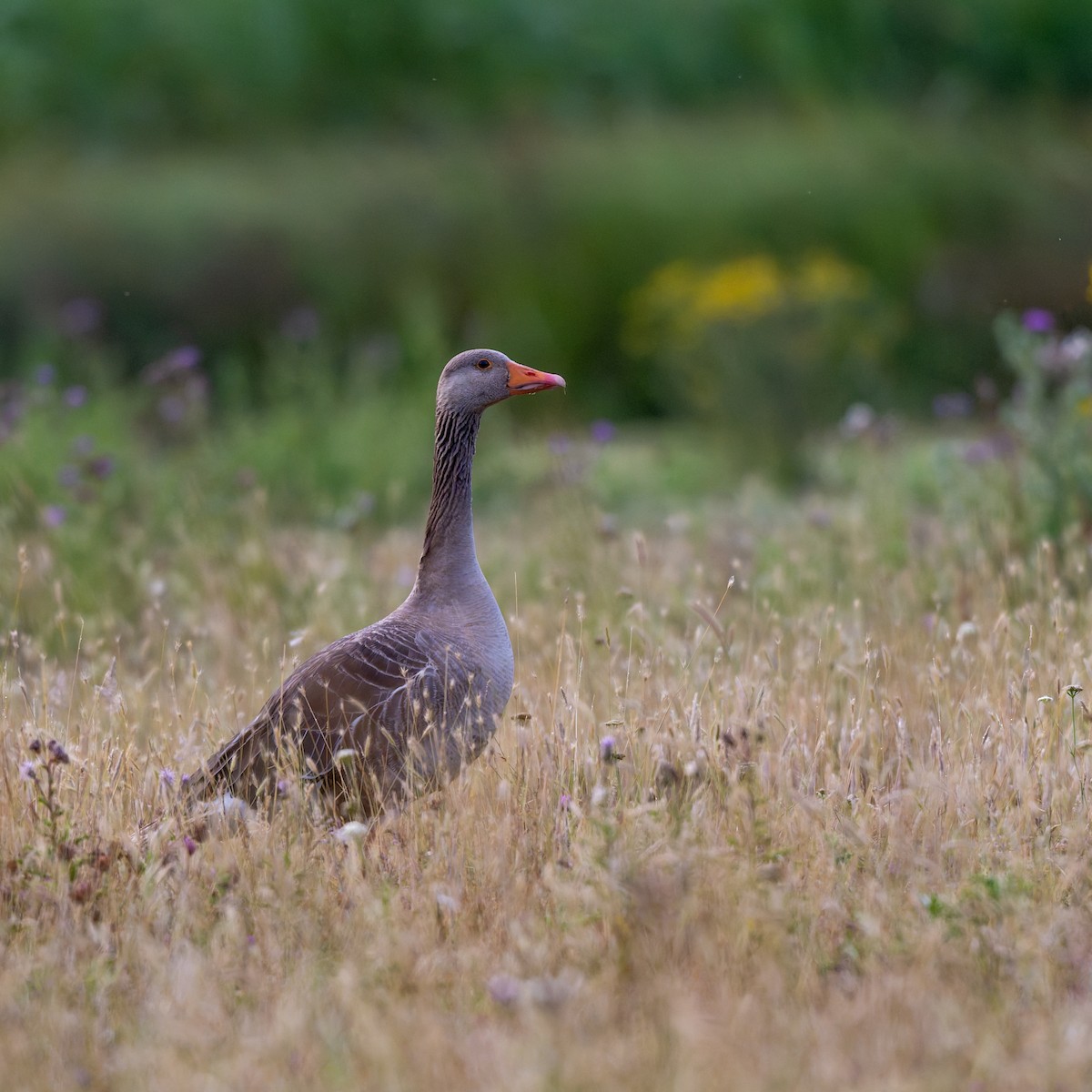 Graylag Goose - ML639054587