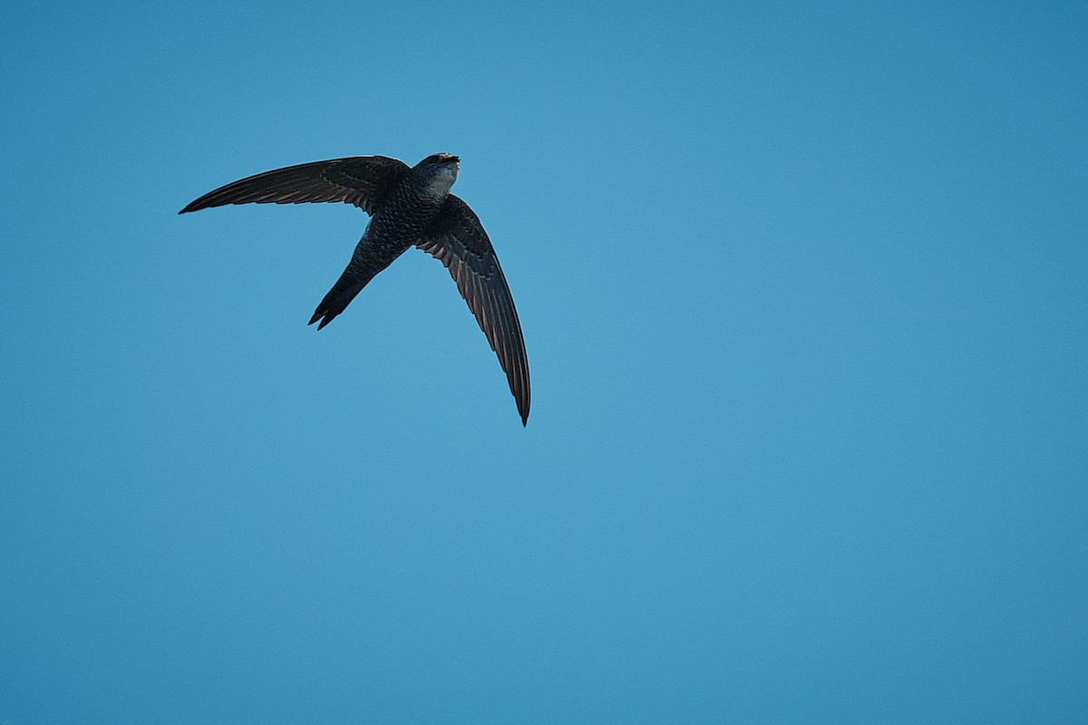 Pacific Swift - ML639054615