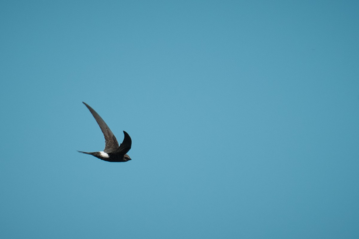 Pacific Swift - ML639054616