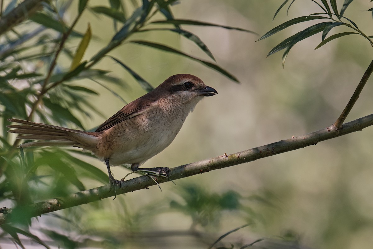 Brown Shrike - ML639054620