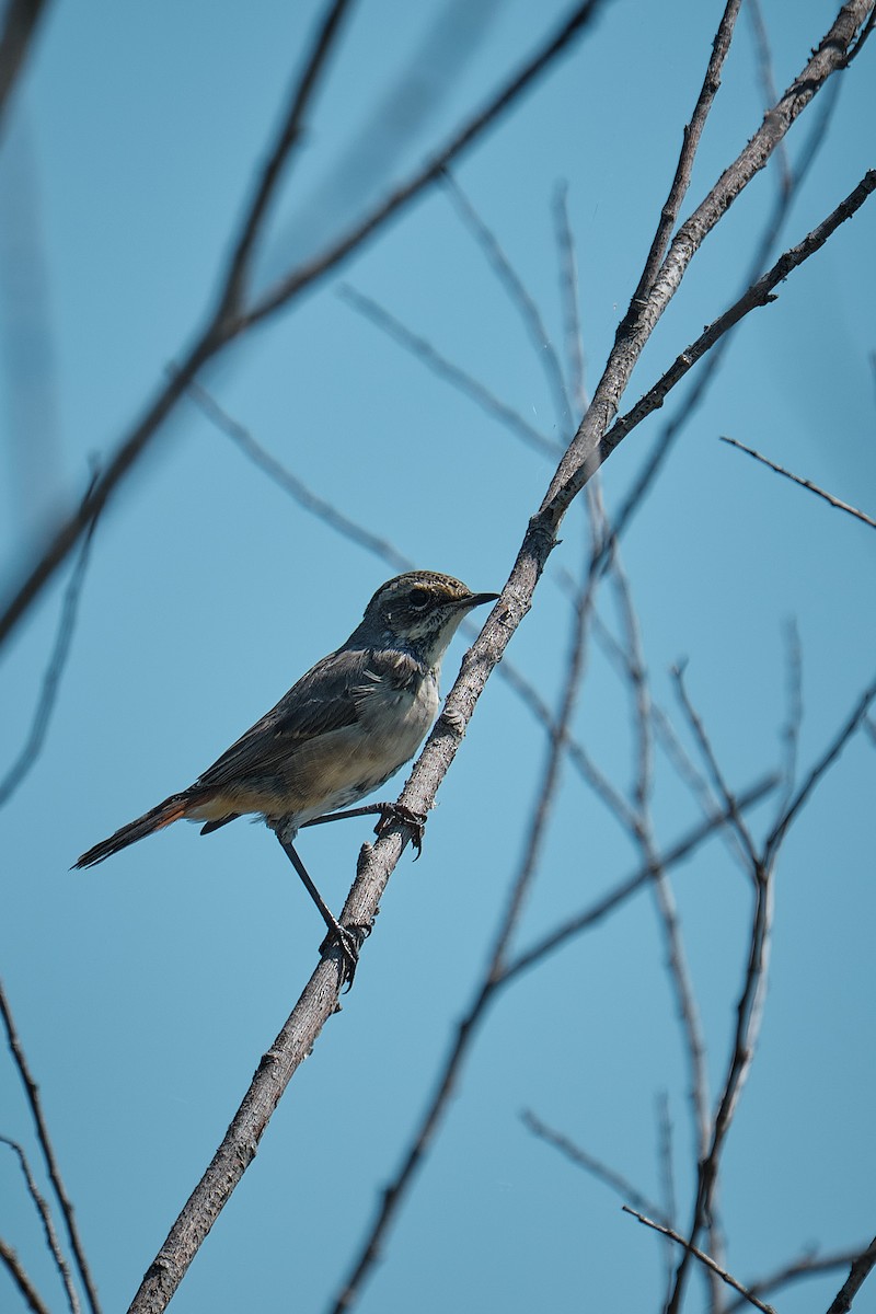 Bluethroat - ML639054628