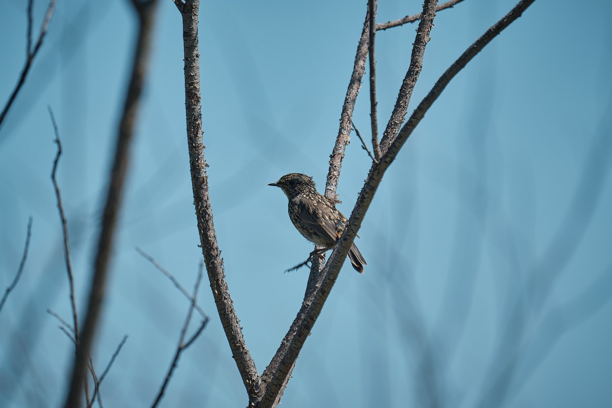 Bluethroat - ML639054629