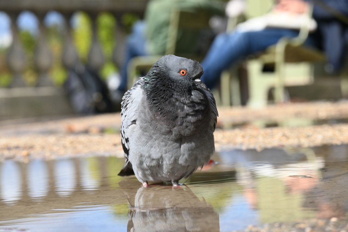 Rock Pigeon (Feral Pigeon) - ML639054633